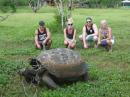 Giant Tortoise: Saw lots of huge tortoises in the wild